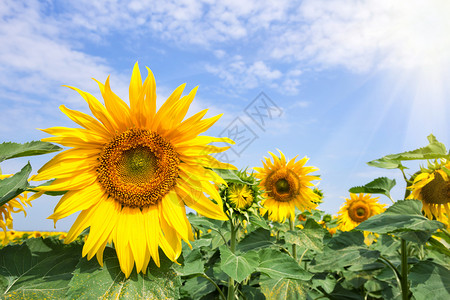 乡村的天空一朵明亮黄向日葵花在明太阳下夏月景观新的一天成长与发展的概念明阳光下一朵黄色向日葵花的植物图片