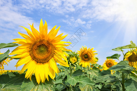 乡村的天空一朵明亮黄向日葵花在明太阳下夏月景观新的一天成长与发展的概念明阳光下一朵黄色向日葵花的植物背景图片