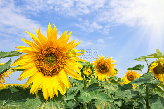 乡村的天空一朵明亮黄向日葵花在明太阳下夏月景观新的一天成长与发展的概念明阳光下一朵黄色向日葵花的植物图片