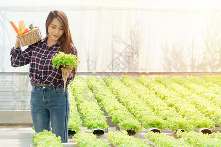 亚洲女农民手携带新鲜有机蔬菜黄油头格林博生菜来自水栽培农场的木箱绿橡树健康有机食品概念木制的自然植物图片