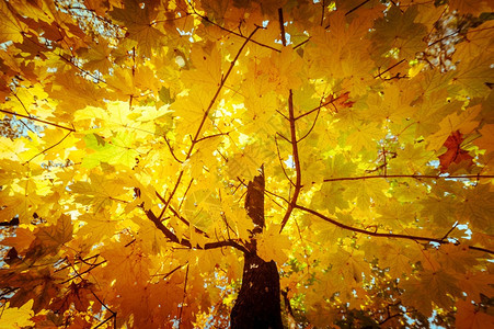 秋季黄色森林图片
