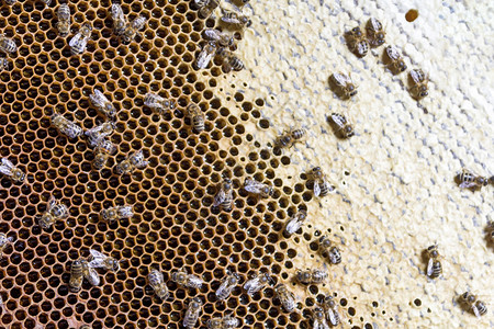 蜂房金子木板巢内部蜜蜂在窝间密闭蜜和窝上工作有选择地聚焦复制空间图片