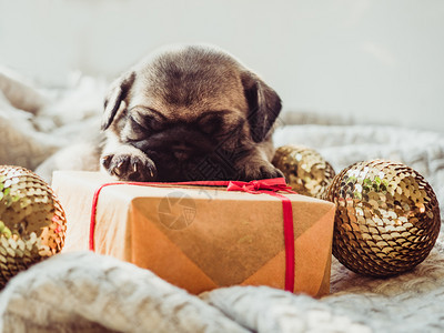 说谎兽医哺乳动物小可爱睡在毯子上礼物圣诞装饰品和蛋球上白色背景宠物护理概念可爱小甜蜜图片
