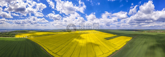 美丽的油菜花田地风景图片