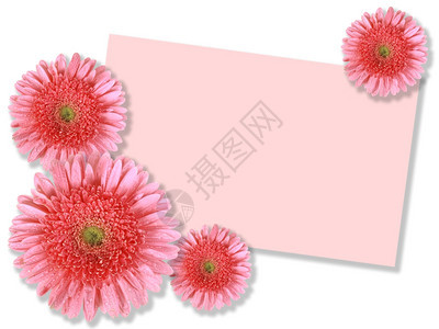 情人节粉红色花团群白背景带信息卡的粉红花团关闭摄影棚团体草本图片