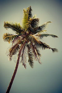 美丽的丛林在热带天空上隔离的椰子棕榈树图象印度古老风格黎明图片