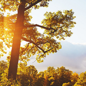 秋橡树阳光明媚的秋美丽橡树闪耀环境棕色的图片