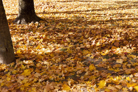 秋季公园树下的落叶图片