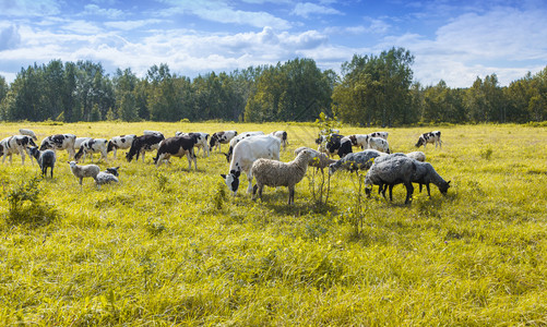 草原阳光明媚的一天绵羊和牛群在绿草黄上爬行新鲜的景观图片