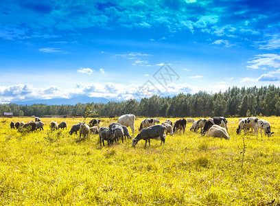 阳光明媚的一天绵羊和牛群在绿草黄上爬行农村美丽的毛皮图片