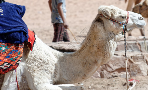 休息白骆驼腹部躺在中东约旦瓦迪鲁姆附近沙漠的中年轻干河图片