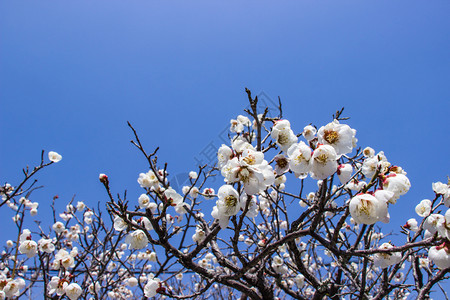 蓝底白花的腊梅花图片图片