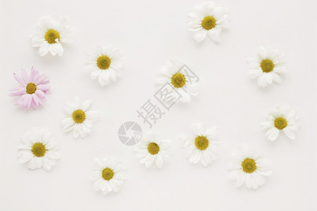 植物学雏菊黄色的高清晰度照片设置了许多菊花蕾优质照片高品图片