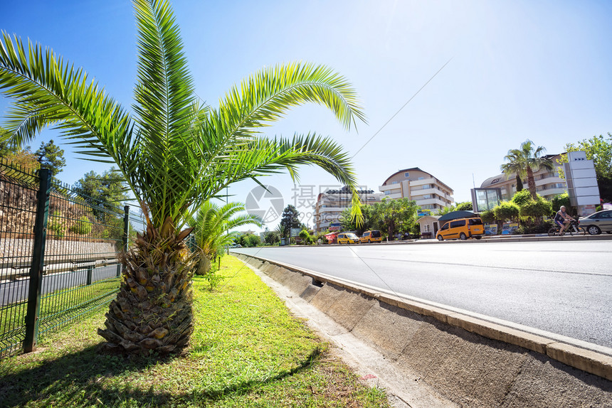 海旅游热带度假胜地在公路附近有棕榈树的热带度假胜地运输图片