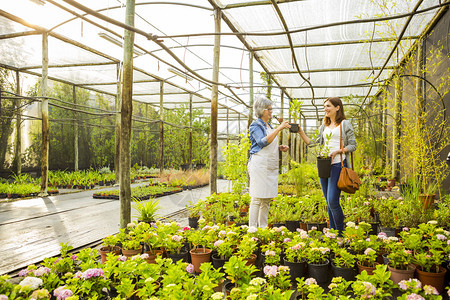 美成熟的花店商帮助女顾客选择植物销售量园艺人们图片