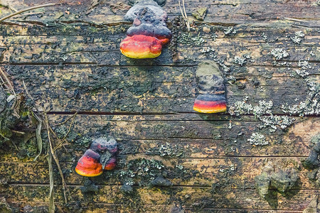 户外多孔体帽子在一个老松树干上的多石一个旧树干的木蘑菇图片