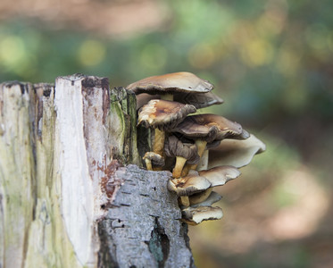 茎菌类帽树上蘑菇的宏图片
