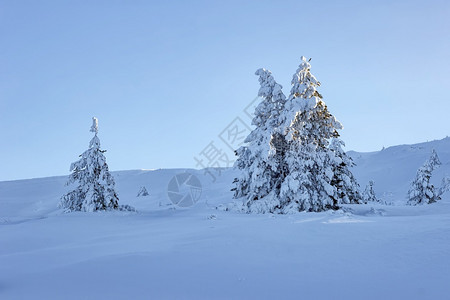 天空云杉山丘上有许多雪覆盖着美丽的冰冻树丛情绪图片