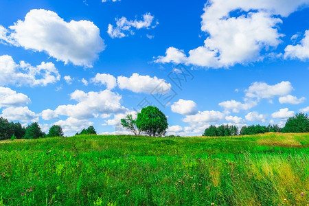绿色草和蓝天空的夏月风景农业云图片