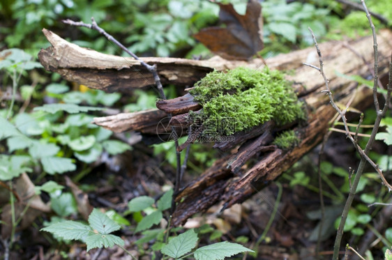 林中一片木头上的绿苔色郁葱老的图片