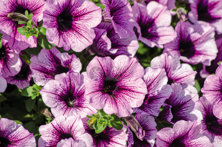 紫花背景春美丽紫色的天花朵图片