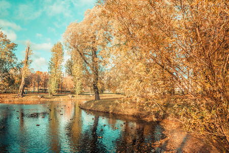 秋季公园树木图片