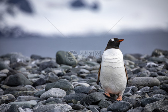 企鹅站在岸上的特写凉爽的白色海鸟图片