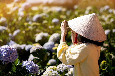 白色的照片人亚洲旅行女游客在Hydrangea花园拍照图片