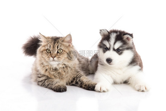 牙科关心宠物猫和狗一起躺在白色背景上孤立无助图片