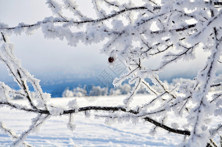 关闭Frosty宏冬季莓分支冷冻节霜图片