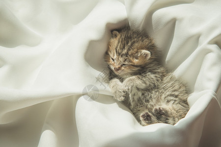 在阳光下睡觉的小奶猫图片