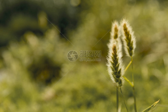 田园诗般的绿色植物田旅游自然图片