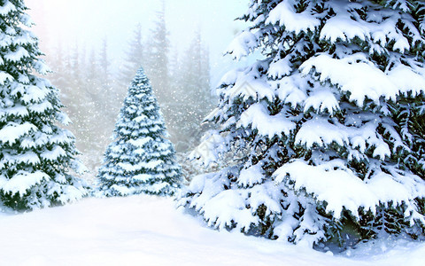 冬季森林中的圣诞树图片