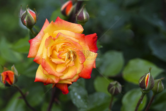 充满活力情人节橙色和粉红玫瑰头绿模糊自然背景中的纽扣特写鲜艳的玫瑰头在花园中完全打开橙色和粉红的玫瑰头和纽扣在绿色模糊的自然背景图片