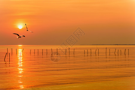 热带宁静晚上黄色橙天空和日出时亮太阳的海鸥对等以美丽的自然景观为背的快乐动物两只鸟在日落时飞越海面水上和地平线海洋泰国日落时天际图片