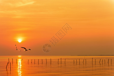 海景黄色橙天空和日出时亮太阳的海鸥对等以美丽的自然景观为背的快乐动物两只鸟在日落时飞越海面水上和地平线海洋泰国日落时天际海鸥对等图片