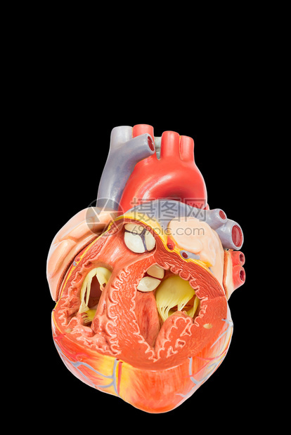 疾病生物学医疗的以黑色背景隔离的开放型人类心脏模图片