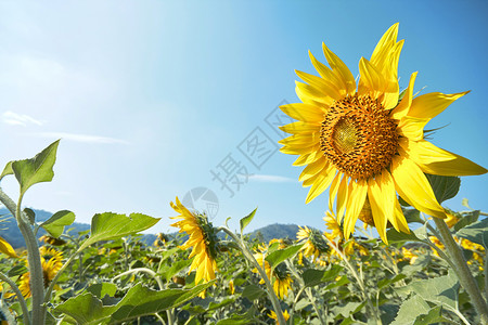 蓝色的有机在阳光明媚天上与蓝空对立的大自然田中紧开阔着的向日葵花瓣图片