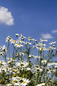 命运春天白色的在野生中长白甘菊与蓝天对抗阳光照亮植物花儿用来装饰和创造顺正药白甘菊种植图片