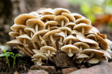 有很多大型木林蘑菇有真菌生长的蘑菇树上满是蘑菇背景的满帽子蔬菜图片