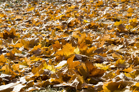 季节秋叶树落时木黄色子的自然背景摘要阳光照亮的明美丽叶子自然背景摘要户外发光的图片
