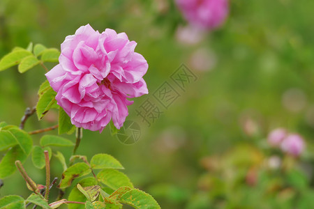 粉色的开花保加利亚玫瑰谷的美丽保加利亚达马斯克玫瑰团座落于保加利亚玫瑰谷夏天图片