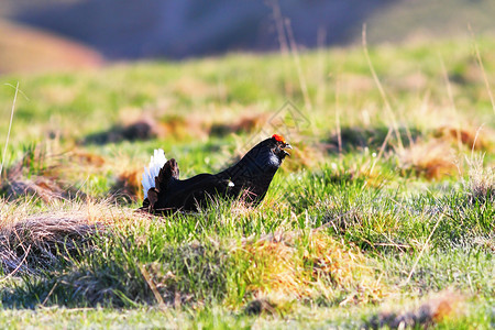 LyrurusTetrix在交配季节凶猛的黑鸡咒骂观鸟冒泡图片