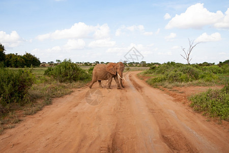 大象正在穿过热带草原的公路有很多植物和红土大象正在穿过热带草原的公路非洲人穿越丛林图片