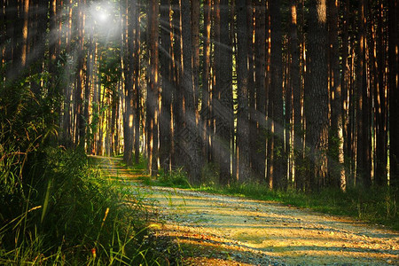 太阳秋天环境在树林中阳光照耀着人行道清晨的松树林图片