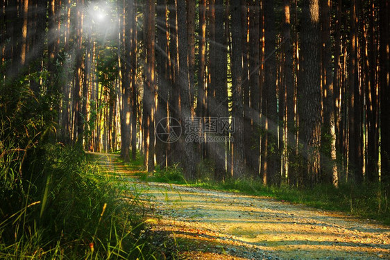 太阳秋天环境在树林中阳光照耀着人行道清晨的松树林图片