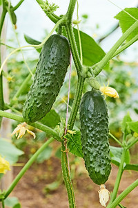 刺食物健康电影温室的黄瓜生长夏季的快速增长图片