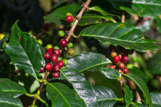 绿色红成熟的咖啡在野外树上的结果可用作咖啡背景为了叶子图片