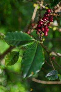 白色的红成熟咖啡在野外树上的结果可用作咖啡背景早餐食物图片