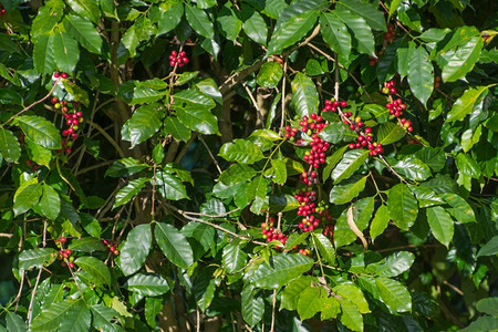 红成熟的咖啡在野外树上的结果可用作咖啡背景生的水果农场图片